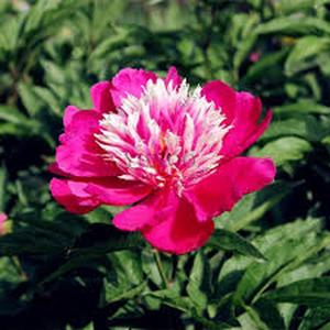 100 piezas Peonía Pluma Fantasía Pico Rojo pétalos de seda simulada centros rojos vibrantes decoración floral exquisita para bodas y hogar