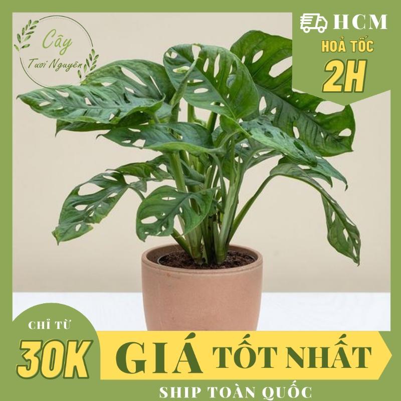 CÂY TRẦU BÀ LỖ ,(cao 20cm), phong thuỷ để bàn mini GIÁ RẺ, lọc không khí, Cây Tươi Nguyên
