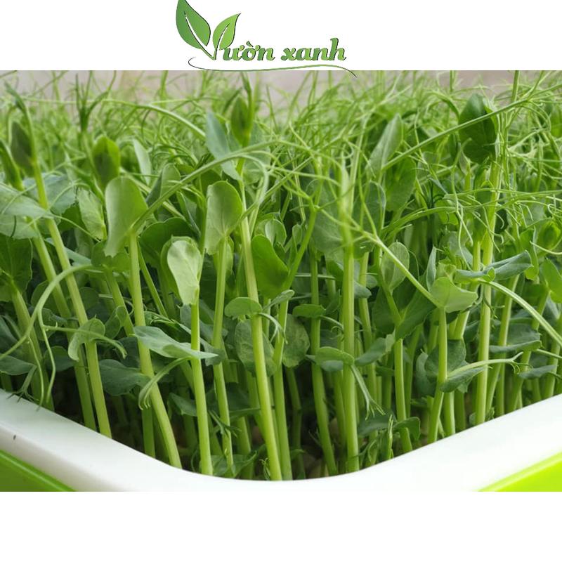 Hạt giống rau mầm đậu Hà Lan 50gr gói giàu dinh dưỡng nhanh thu hoạch