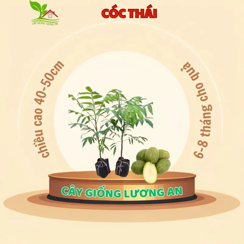 Cây giống Cóc Thái dễ trồng, sai quả, sạch sâu bệnh ổi giống  cây siêu  thị ăn 0