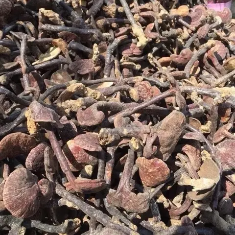 Nấm lim xanh Tiên Phước Quảng Nam Loại Nhỏ 100g 200.000 đồng. 1