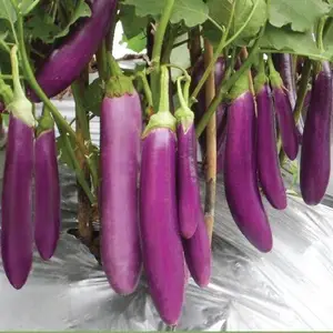 250 BUTIR BIJI / BENIH TERONG PANJANG UNGU REZA