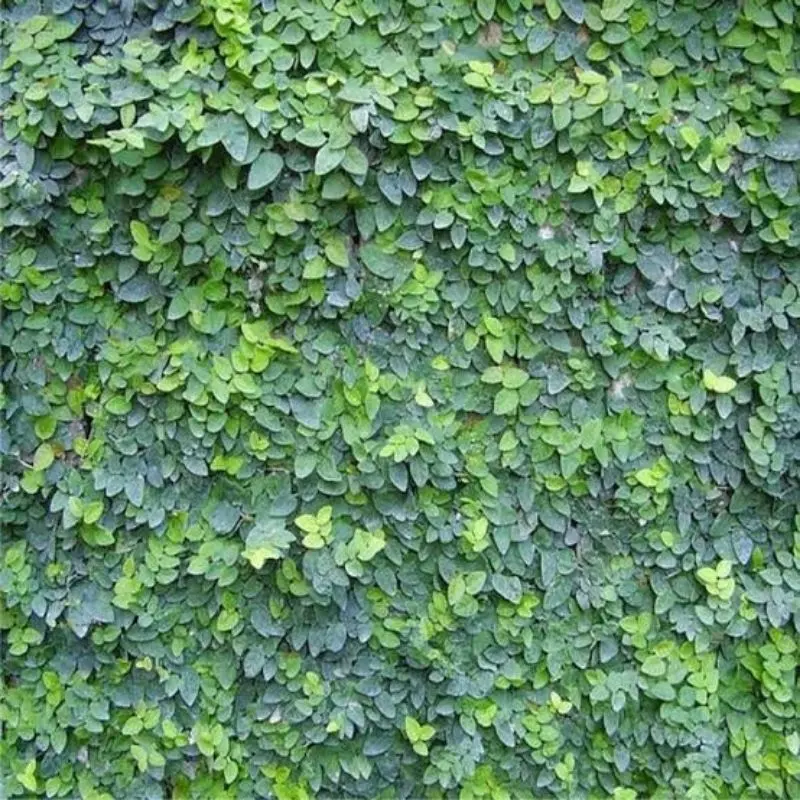 Tanaman Hias Creeping Ficus - Creeping Fig - Fleksi - Flexy - Climbing Dollar Kecil - Dolar Mini - Tanaman Tembok  - Tanaman Pagar - Tanaman Merambat