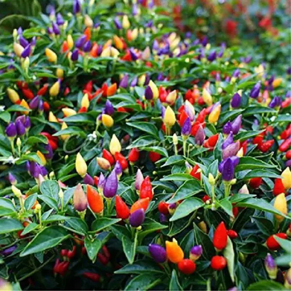 Giống ớt ngũ sắc chậu lùn - Sản phẩm chất lượng