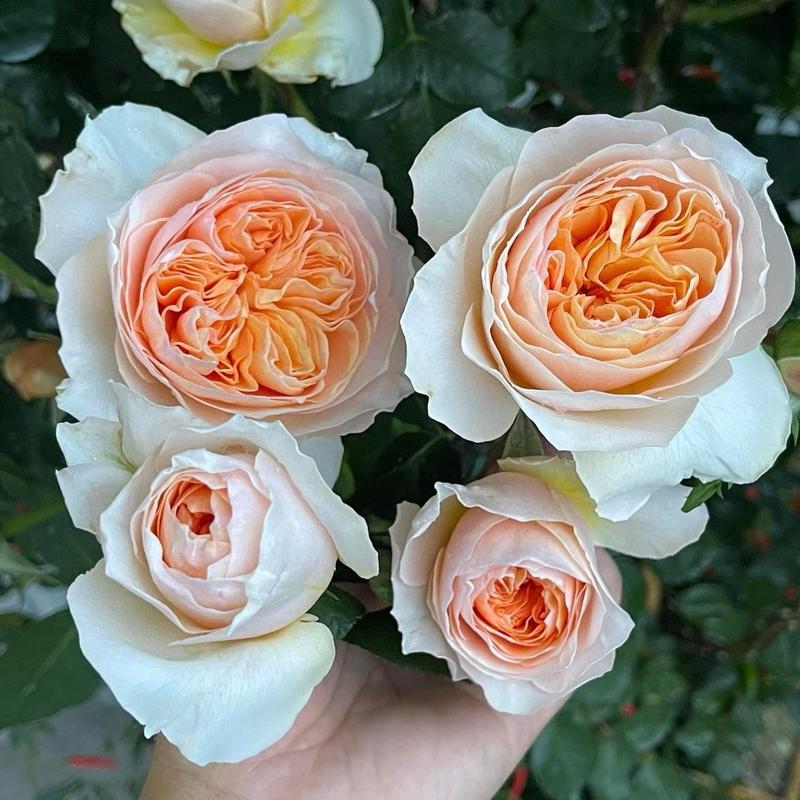 Gốc Hoa Hồng Ngoại Có Nhiều Màu COMBO ,  GỐC HOA HỒNG LEO + GỐC HOA HỒNG BỤI ( Combo 5 gốc ,10 gốc , 20 gốc ) [ Đang Khuyến Mại ] giống cây