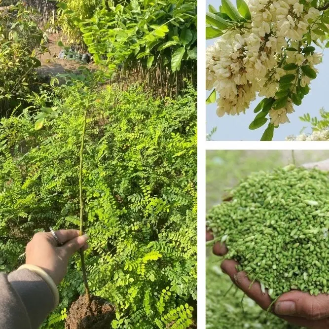 Cây giống hoa Hòe mang lại nhiều công dụng từ hoa, quả, lá giúp bồi bổ sức khoẻ