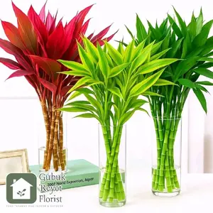 Paket 3 Warna Tanaman Hias Bambu Hoki | Tanaman Bambu Hoki | Hiasan Meja