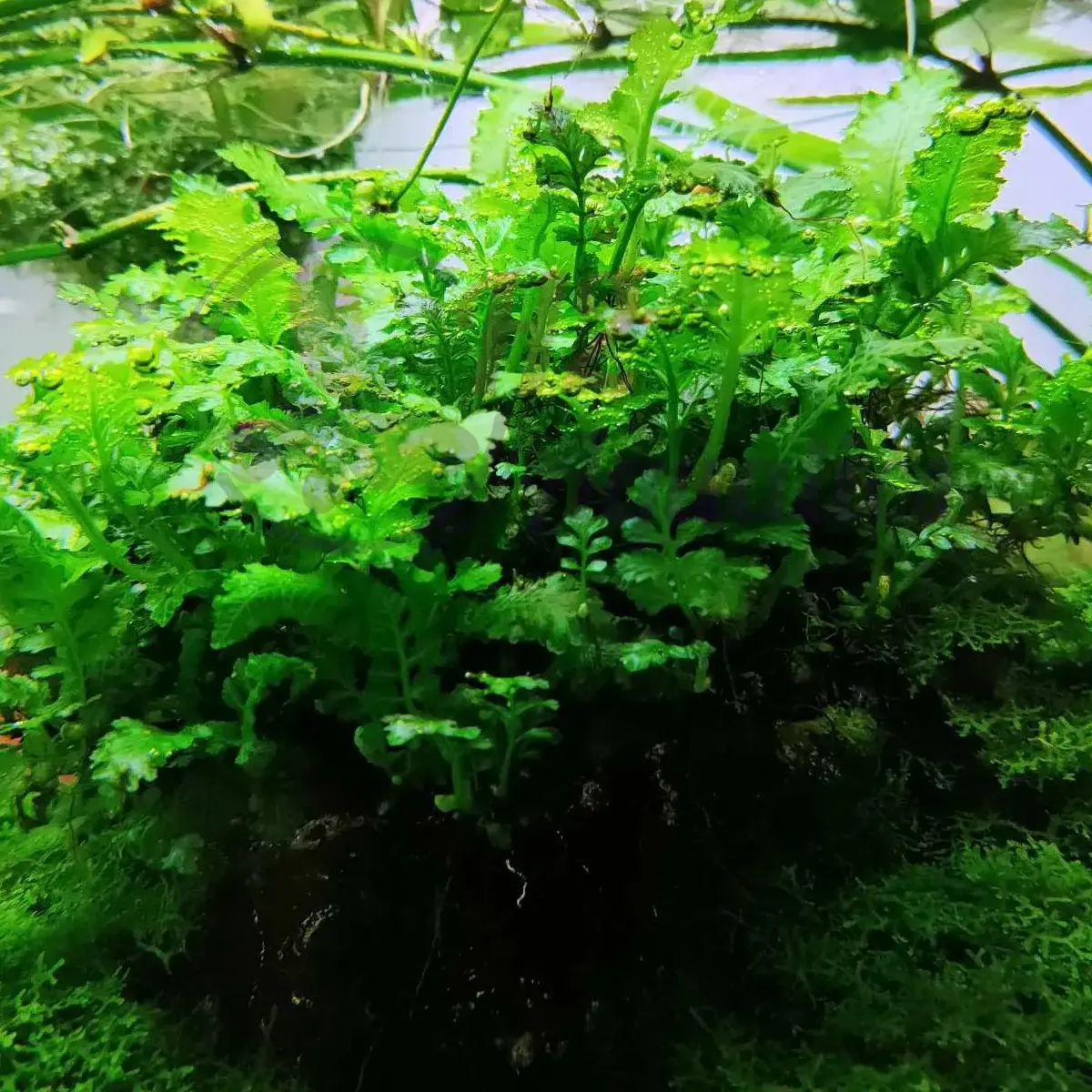 Dương xỉ indo thủy sinh - Cây thủy sinh lá nước - H2Aquatics