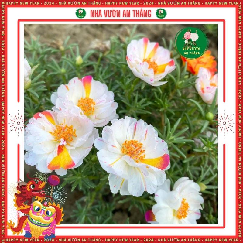 Hạt giống hoa mười giờ mix màu cực đẹp [Hạt Khuyến Mãi] 8