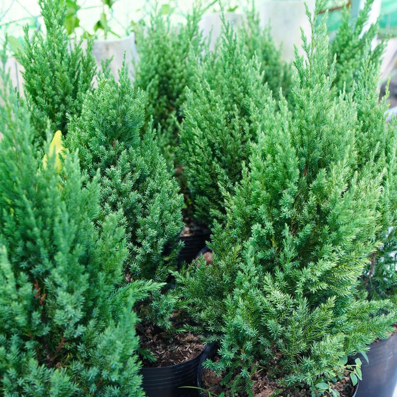  Cây Sơn Tùng cao 35-40cm - Cây Để Bàn Trang Trí Noel 