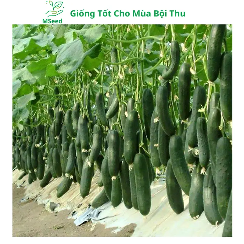 Hạt giống Dưa Leo Chùm siêu trái, Dưa Chuột Chùm dễ trồng năng suất cao - Mseed 6