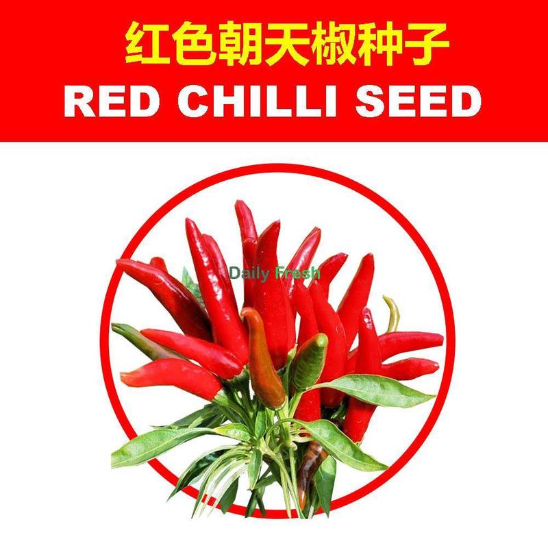 SG Stock Chilli seed chilli seed/pepper seed/sweet capsicum/green cayenne pepper seed decoration chilli seed 4