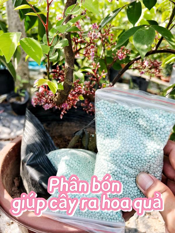 phân tổng hợp giúp cây ra hoa ra quả (úc) - TikTok Shop Vietnam
