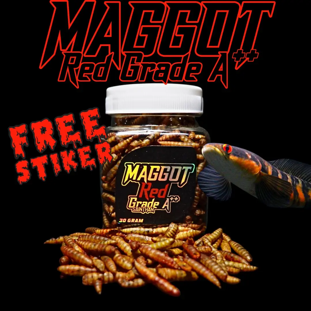 Maggot Red Grade A++ untuk Channa Maru, Auranti, Stewarti, Limbata, Blue Pulchra, Red Barito (Kemasan Baru) SaintHan