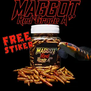 Maggot Red Grade A++ untuk Channa Maru, Auranti, Stewarti, Limbata, Blue Pulchra, Red Barito (Kemasan Baru) SaintHan untuk proges dan booster warna merah di ikan channa
