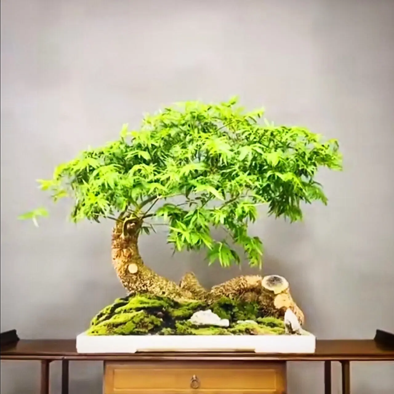 Phôi Tre Bonsai VieN89 Các Loại Ngẫu Nhiên