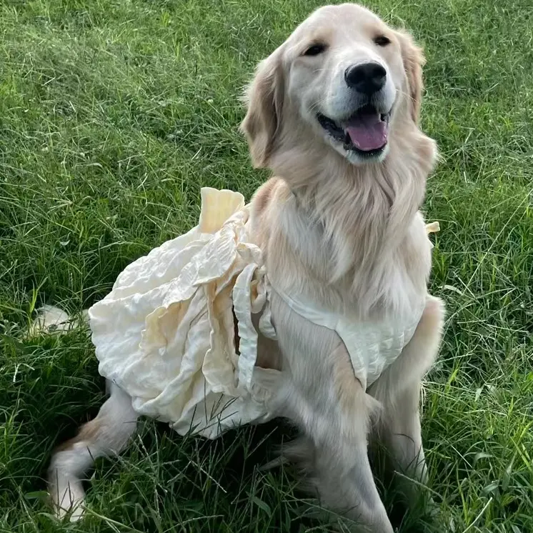 dress for big dogs Multi Heart Casual ready to capture hearts and turn heads at every event this year Big Dog Dog As Bridesmaid