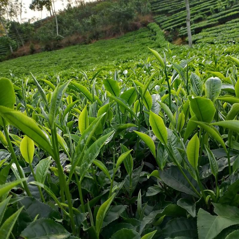 Trà shan tuyết 3ký(tặng 1 túi 500g)