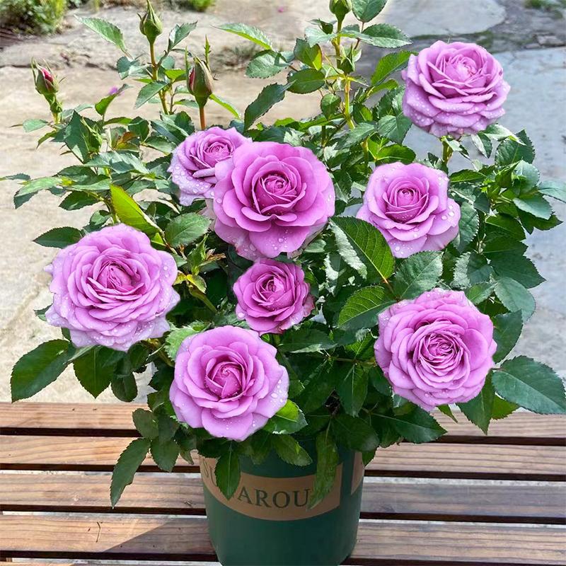 Product Introduction of ปลูกง่ายมีคุณภาพดี ดอกกุหลาบ บรรจุ 100 เมล็ด คละสี Colorful Rose Seeds เมล็ดดอกไม้ เมล็ดบอนสี ต้นไม้มงคล บอนสี ดอกไม้ปลูกสวยๆ บอนสีพันหายาก CODดอกไม้ ไม้ประดับ พันธุ์ดอกไม้ ต้นบอนสี ดอกไม้ปลูก แต่งบ้านและสวน Flower Seeds for planting 78