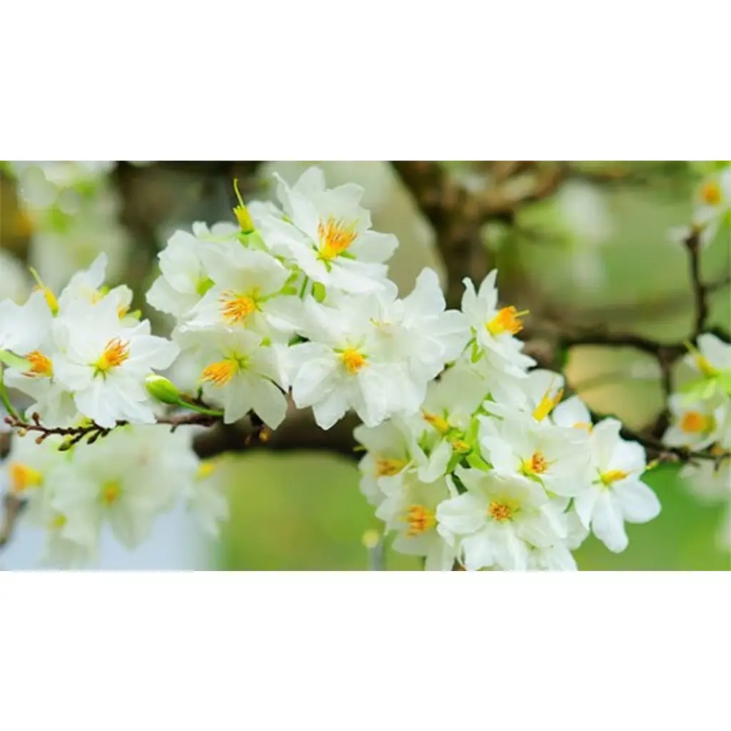 CÂY GIỐNG BẠCH MAI quý hiếm [ MAI HOA TRẮNG - CÂY ƯƠM TỪ HẠT CAO TRÊN 1m ]