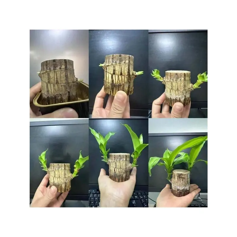 Brazilian Lucky Tree Brings You Good Luck Increases Your Wealth And Is Easy To Grow Indoors 2