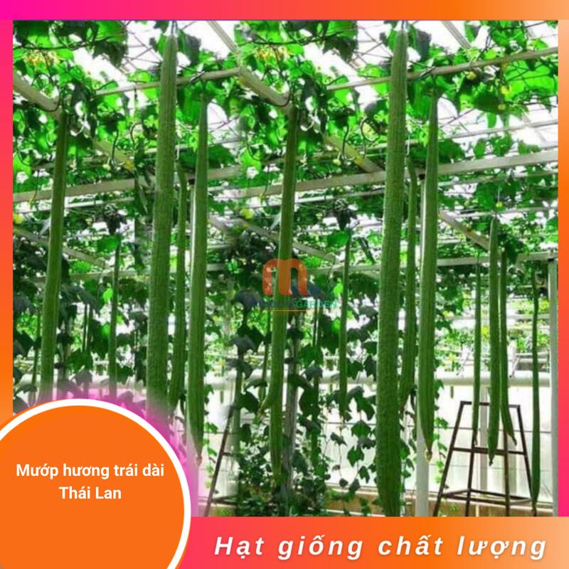 Hạt giống Mướp hương siêu dài Thái Lan - Gói chuẩn Lion Seed