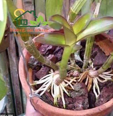 Product Introduction of 500g Vỏ thông trồng phong lan, ươm kie, giá thể cho kiểng lá size 20-28mm 13