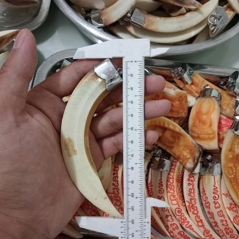 Mặt dây chuyền nanh heo bọc inox đẹp .