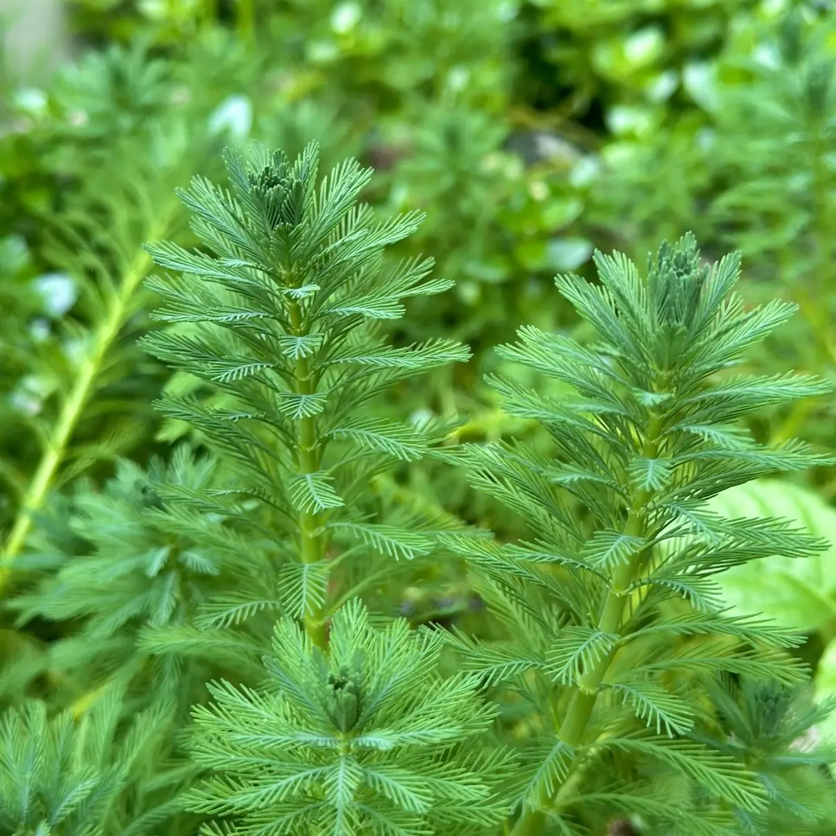 Rong xương cá thuỷ sinh trồng bán cạn - TikTok Shop Vietnam