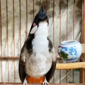 Thức ăn chim cảnh toàn quốc