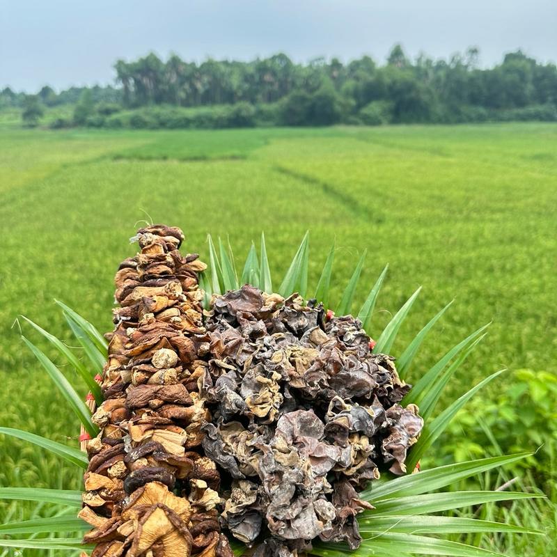 Combo 500g nấm hương rừng - 500g mộc nhĩ rừng - Đặc sản Tây Bắc Food Thức Ăn Cay