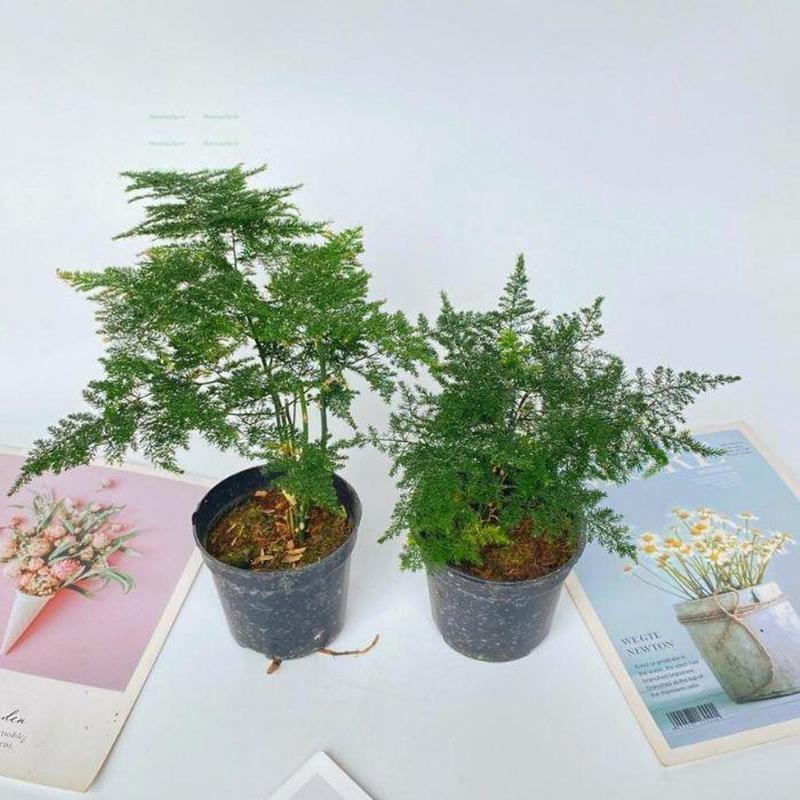 Cây Thủy Tùng Mini - Chiều Cao 20cm, Trang Trí Bàn Làm Việc 1