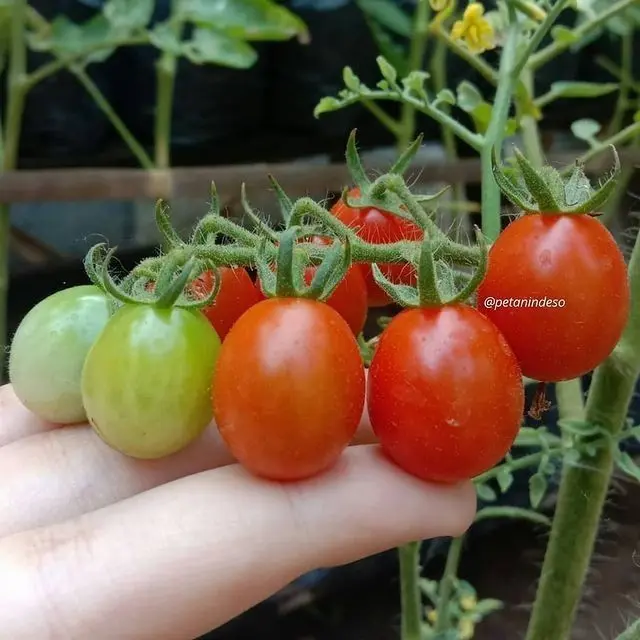 Garden Id Bibit Benih Tanaman Aneka Tomat Cherry Varian Sayuran Unggulan Tomat Cherry Kuning Golden Sweet Lengkap di Garden id 5