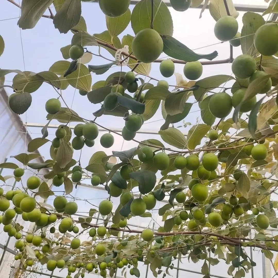 Cây táo thái dạ xanh giòn ngọt
