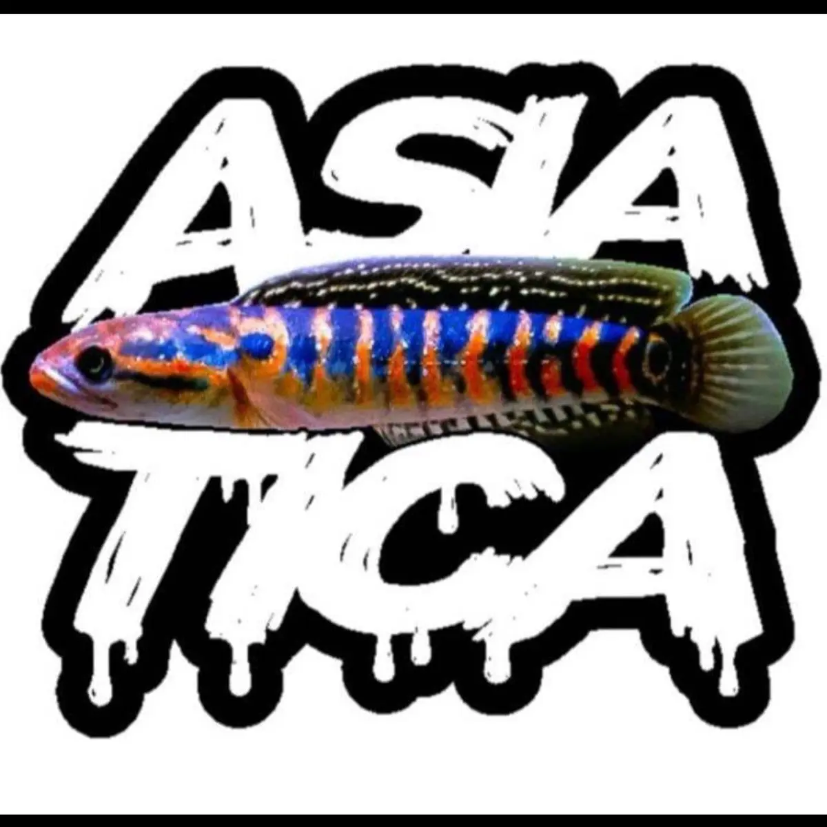 Stiker asiaticaRSP kalimaya 10-12cmPlastik Plastik