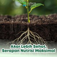 Gambar INFARM - Paket Anti Jamur Akar Tanaman, Trichoriza dan Miracle Powder Asam Humat, Atasi Busuk Akar, Cegah Layu dan Pulihkan Kesuburan Tanah dari Infarm Kota Surabaya 3 Tokopedia