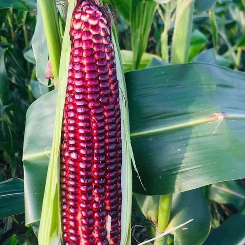 Hạt Giống Ngô Tím Bắp Ngô Nữ Hoàng Đỏ - Bắp Nếp Tím gói 50 Hạt Đang Khuyến Mãi