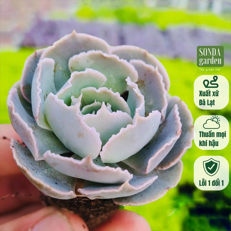 Sen đá bắp cải light purple SONDA GARDEN size mini 2.5-4cm, cây sen đá, sen đá đẹp trang trí nhà cửa