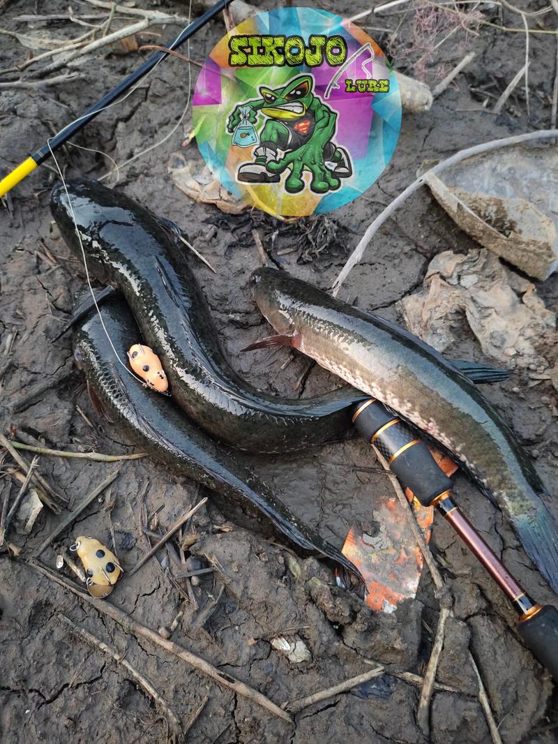 Product Introduction of Lure Soft Frog Mini umpan pancing Ukuran 3cm Berat 5grm Untuk Mancing Casting Ikan Gabus 10