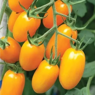 Garden Id Bibit Benih Tanaman Aneka Tomat Cherry Varian Sayuran Unggulan Tomat Cherry Kuning Golden Sweet Lengkap di Garden id 4