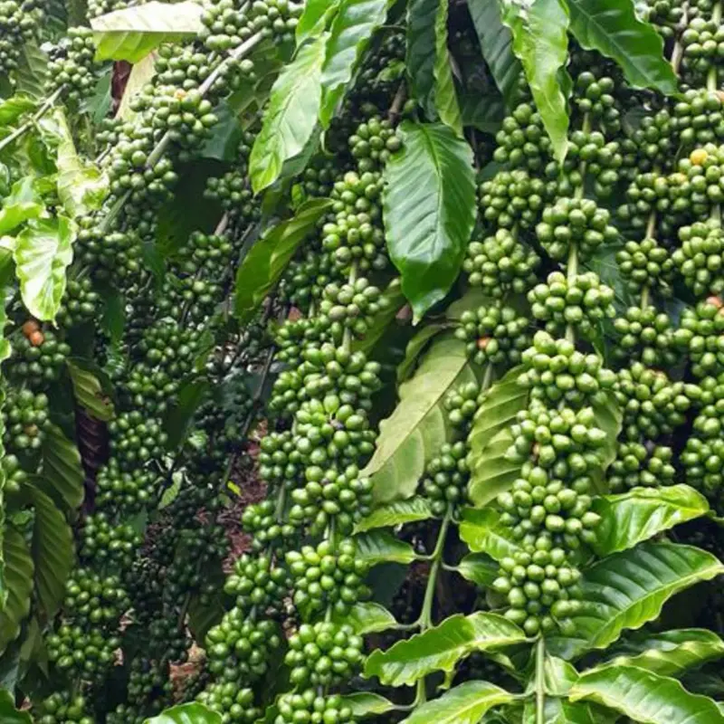 combo 5goi bọc xốp hiệu siêu IMIDA bảo vệ cây trồng 2