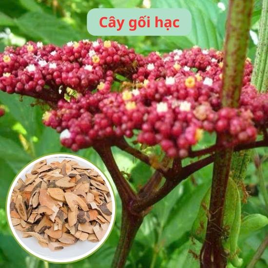 Cây gối hạc 1Kg khô hàng sạch, thơm ngon nguyên chất tốt cho xương khớp 0