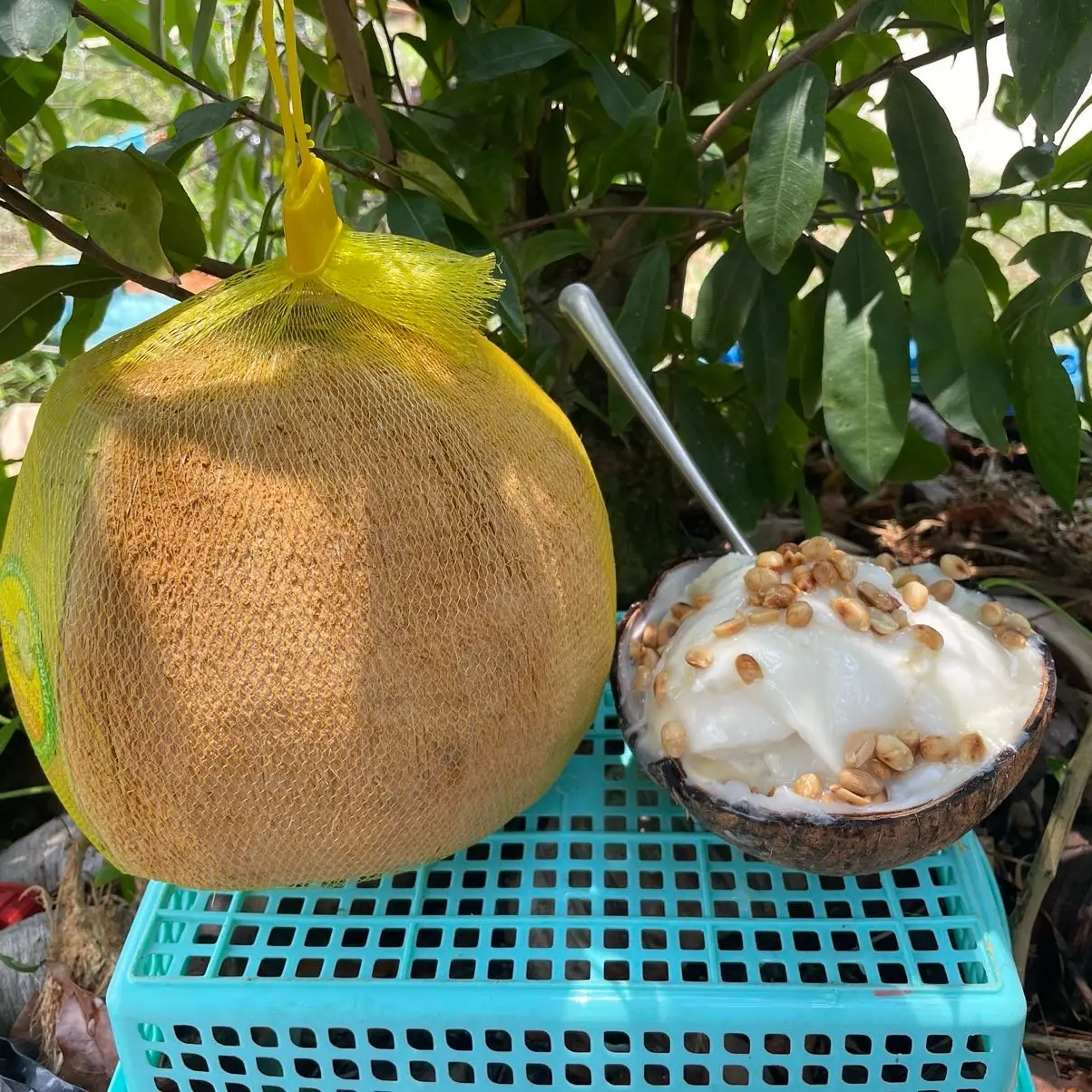 [ loại 3 ] trái dừa sáp khô trà vinh ( sáp lỏng )