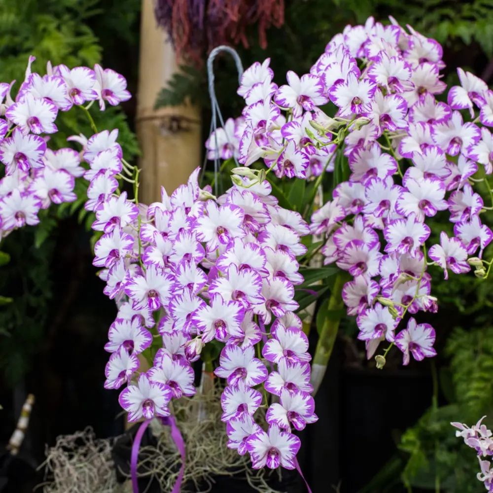 Anggrek Dendrobium Bulat Dewasa