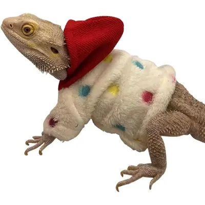 Selected Bearded Dragon Sweater Tutorial TikTok Shop