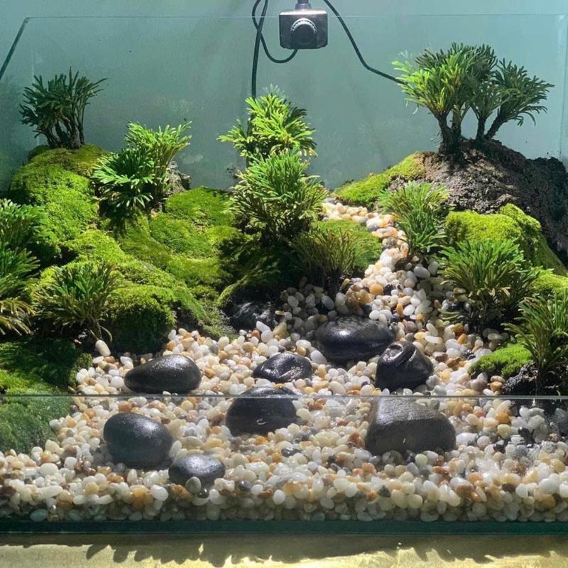Trường Sinh Thảo Trồng Bonsai,Hòn Non Bộ,Tiểu Cảnh Sân Vườn,Bàn Làm Việc,Hồ Cá Koi …. 5