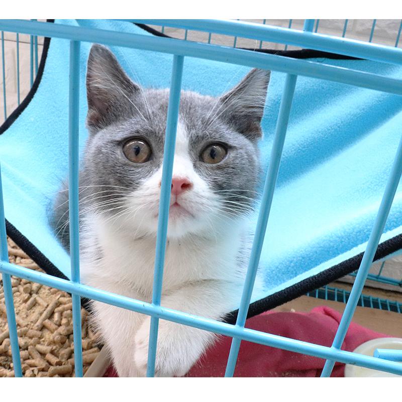 Product Introduction of 【PH Local】Cotton wool cat hammock moisture-proof cat bed hanging swing cat bed four seasons universal cat hammock pet supplies 17
