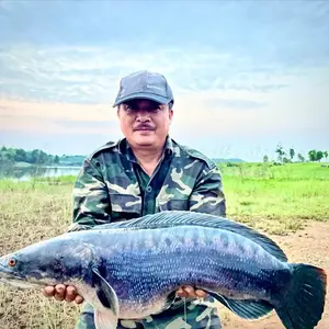 Toán Nhà Quê Câu Cá