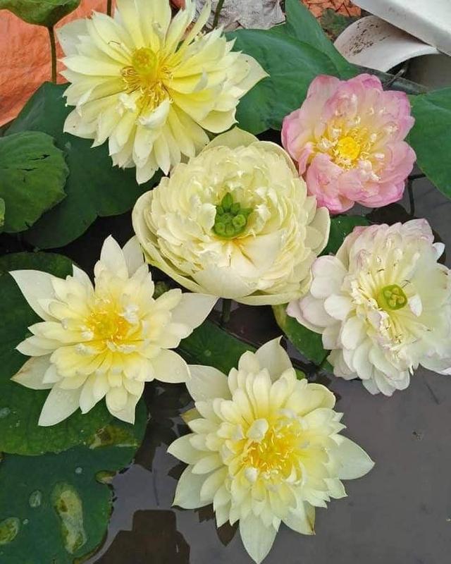 Hạt giống sen bách diệp nhiều màu trồng sân vườn