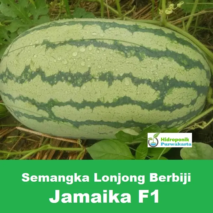 Benih Semangka Lonjong Hibrida Jamaika F1 Isi 100 Butir Cap Mutiara Bumi 2